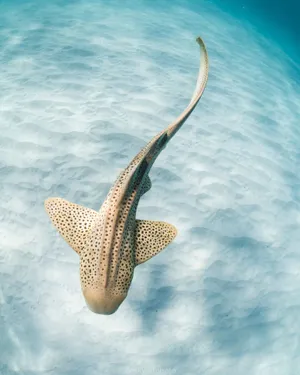 Leopard Shark Graceful Swim Wallpaper