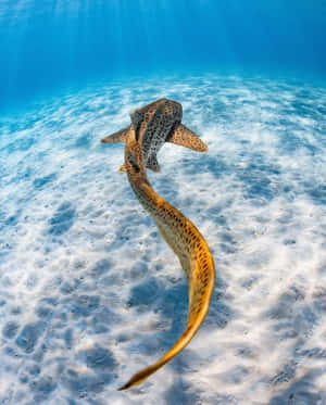 Leopard Shark Graceful Swim Underwater.jpg Wallpaper