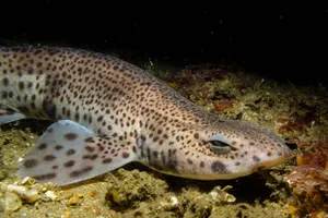 Leopard Shark Ocean Bed Wallpaper