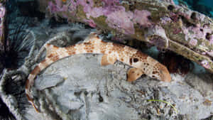 Leopard Shark Resting Underwater Wreckage Wallpaper