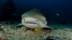 Leopard Shark Restingon Seabed Wallpaper