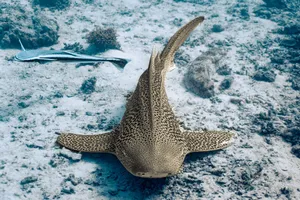 Leopard Shark Sandy Seabed Wallpaper