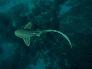Leopard Shark Swimming Underwater Wallpaper