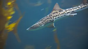 Leopard Shark Swimming Underwater.jpg Wallpaper