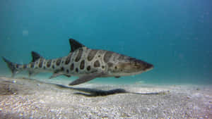 Leopard Shark Swimming Underwater.jpg Wallpaper