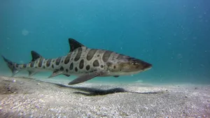 Leopard Shark Swimming Underwater.jpg Wallpaper