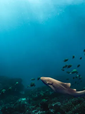 Leopard Shark Underwater Scene Wallpaper