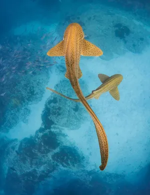 Leopard Sharks Graceful Swim Wallpaper