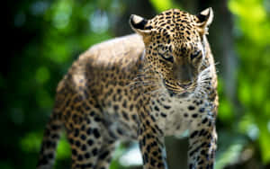 Leopardin Singapore Zoo Wallpaper