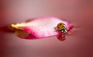Let Ladybugs Swirl Around You Wallpaper