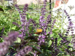 Let The Vibrant Color Of Purple Basil Add Life To Your Dish! Wallpaper