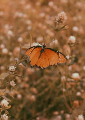 Let Your Beautiful Wings Take You Everywhere. Wallpaper