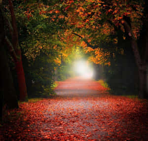 Let Your Life Be Full Of Contrasts. Wallpaper