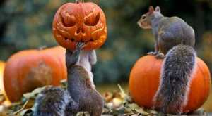 Let Your Pets Enjoy The Fun Of Halloween With Pet Costumes! Wallpaper