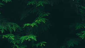 Let Yourself Be Inspired By Nature Wallpaper