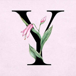 Letter Y Tulip Flower Wallpaper