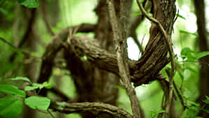 Liana Woody Vine Stretching Branches Wallpaper