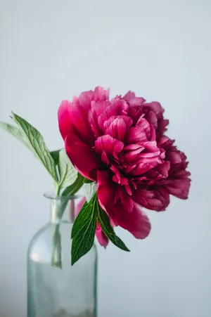 Life Blooms In Color With The New Peony Iphone Wallpaper