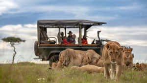 Liger In Masai Mara National Reserve Wallpaper