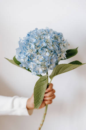 Light Blue Aesthetic Hydrangea Wallpaper