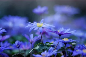 Light Blue Flower Wallpaper