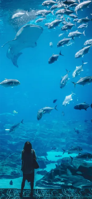 Light Blue Phone Aquarium Wallpaper