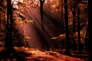 Light Brown Forest Sunbeams Wallpaper