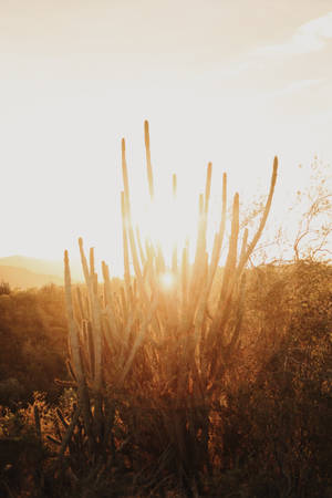 Light Brown Sunny Field Wallpaper