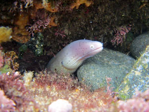 Light Colored Moray Eel Fish Wallpaper