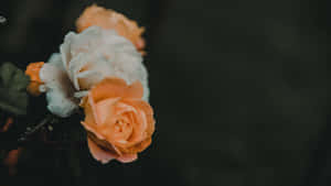 Light Orange Roses Dark Background.jpg Wallpaper