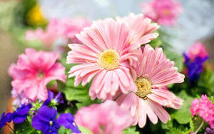 Light Pink Daisies Wallpaper