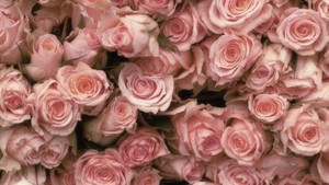 Light Pink Pile Of Roses Wallpaper