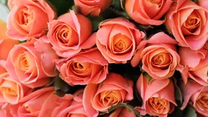 Light Pink Roses In Full Bloom Wallpaper
