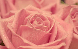 Light Pink Sparkly Rose Wallpaper