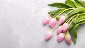 Light Pink Tulips Wallpaper