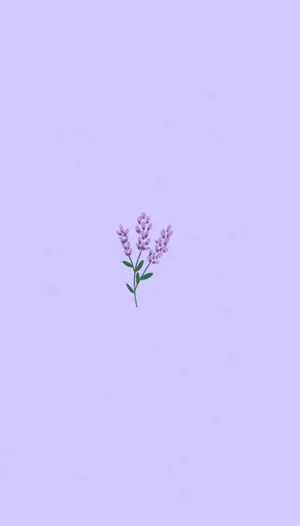 Light Purple Aesthetic Lavender Flower Wallpaper