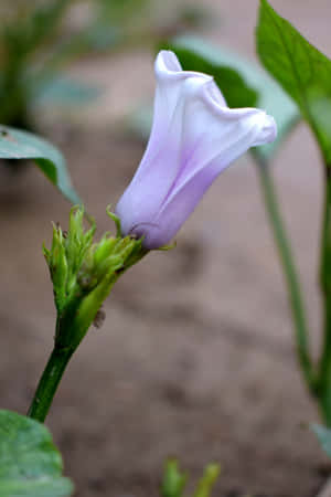 Light Purple Bud Floral Closeup.jpg Wallpaper