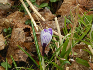 Light Purple Crocus Emerging Spring Wallpaper