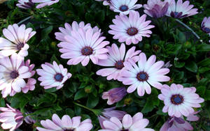 Light Purple Daisies On Bush Wallpaper