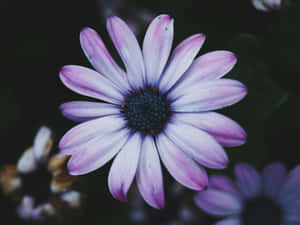 Light Purple Daisy Closeup.jpg Wallpaper