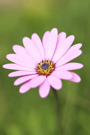 Light Purple Daisy Green Background.jpg Wallpaper