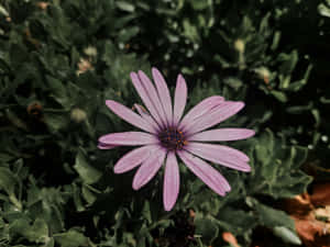 Light Purple Daisy Green Background.jpg Wallpaper