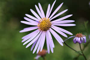 Light Purple Daisyin Bloom.jpg Wallpaper