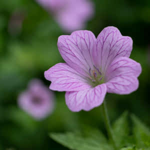 Light Purple Flower Closeup Wallpaper