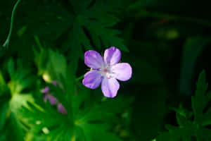 Light Purple Flower Green Foliage Background.jpg Wallpaper