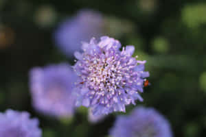 Light Purple Flower Macro Photography Wallpaper