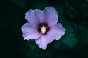 Light Purple Hibiscus Flower Dark Background.jpg Wallpaper