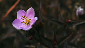 Light Purple Wildflower Dark Background.jpg Wallpaper