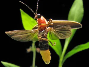 Lightning Bug In Flight Wallpaper
