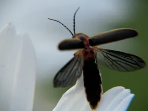 Lightning Bug On Flower Wallpaper